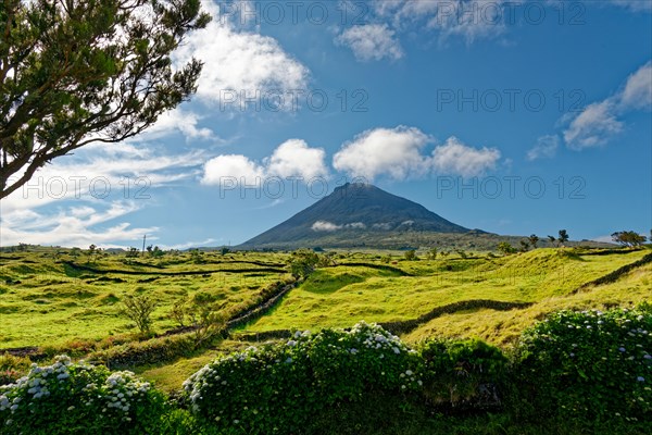 Green lush meadows with the Pico volcano and a magnificent hydrangea hedge in the foreground,