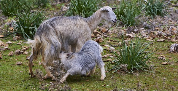 A mother goat (caprae) suckles her young in a natural environment, Aradena Gorge, Aradena, Sfakia,