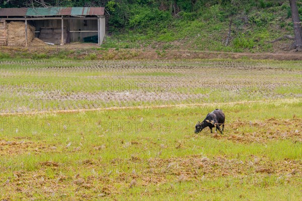 Adult black Bengal goat with horns straining against rope to reach grass in open field with barn in