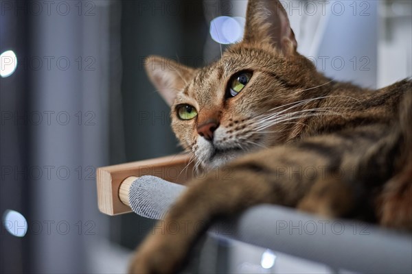 Image of a purebred Bengal cat lying on a hammock attached to a heater. Pet care concept. Mixed