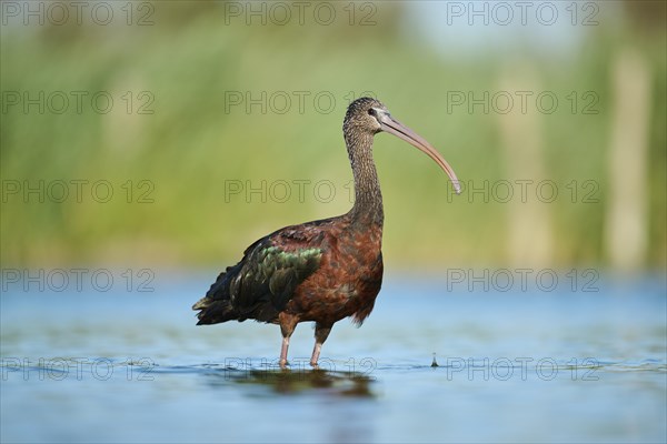 Glossy ibis (Plegadis falcinellus) walking in the water, hunting, Parc Naturel Regional de