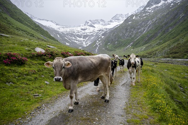 Cows on the alpine meadow, Schlegeisgrund valley, glaciated mountain peaks Hoher Weiszint and