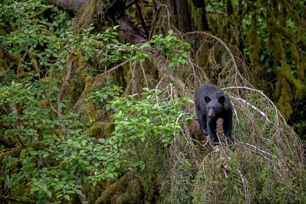 American Black Bear standing on a tree in the rainforest, head-on, curious, summer, Kake, Southeast