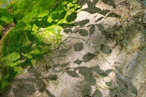 Shadow play on tree bark or bark, old copper beech (Fagus sylvatica) and moss, Hutewald Halloh