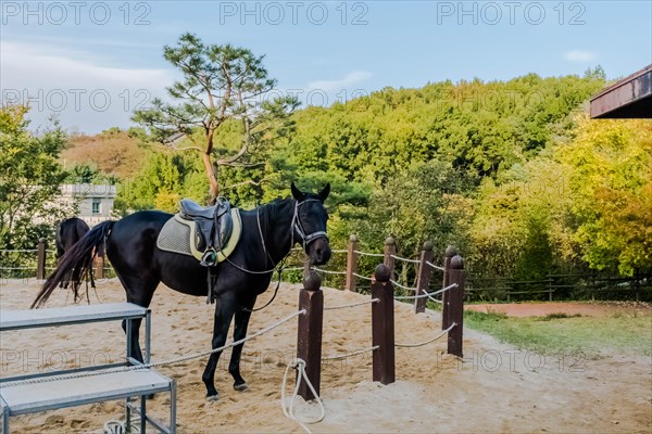Adult horse wearing saddle and bridle standing close to rope fence inside sandy riding enclosure at