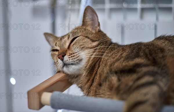 Image of a purebred Bengal cat lying on a hammock attached to a heater. Pet care concept. Mixed