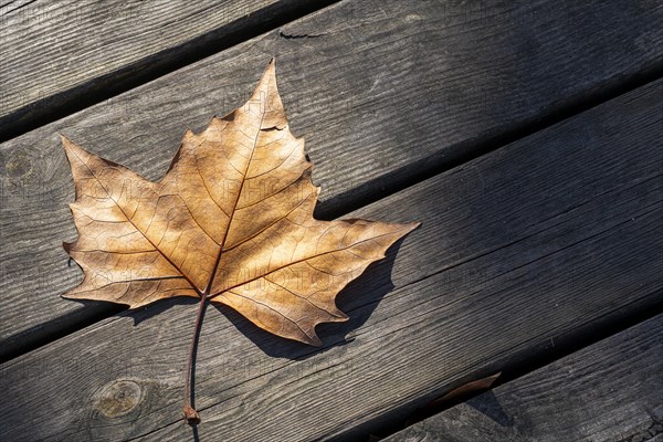Autumn leafs seen from above on a rustic wooden slats background