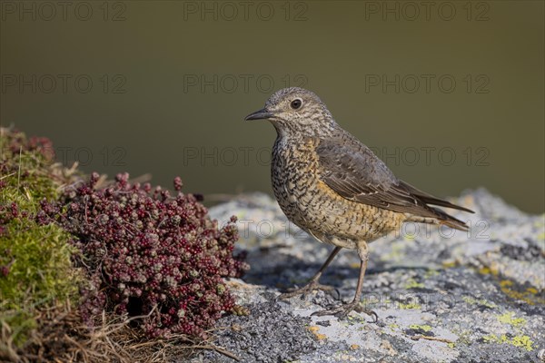Common rock thrush (Monticola saxatilis), female, Castile-Leon province, Picos de Europa, Spain,