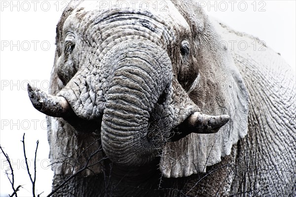 White African elephant (Loxodonta africana) in Etosha National Park, white from salt pan dust,