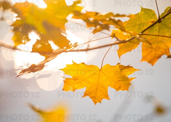 Yellow, golden autumn leaves of Norway maple (Acer platanoides) or Norway maple in front of a