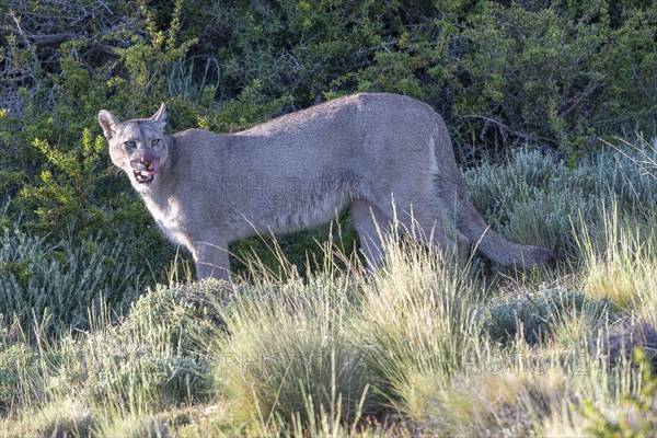 Cougar (Cougar concolor), silver lion, mountain lion, cougar, panther, small cat, Torres del Paine