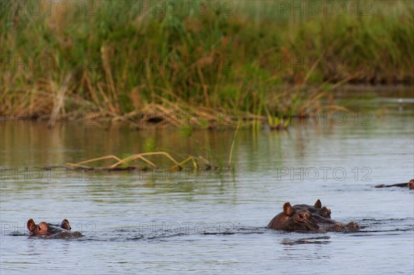 Hippopotamus (Hippopotamus amphibius), Hippopotamus, animal, danger, dangerous, wild, river, river
