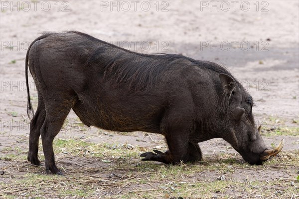 Common warthog (Phacochoerus africanus), mammal, free-living, wild, wild boar, aggressive, danger,