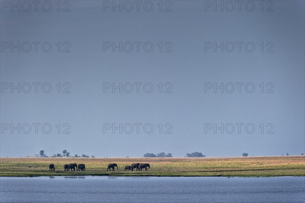 Elephant herd (Loxodonta africana), elephant, landscape, sky, blue sky, wildlife, riverbank,