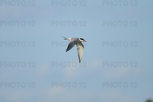 Elegant tern (Thalasseus elegans) flying in the sky, Parc Naturel Regional de Camargue, France,