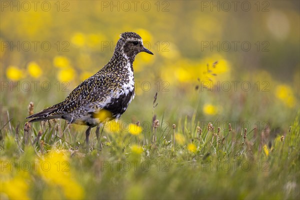 European golden plover (Pluvialis apricaria) surrounded by dandelions, Grimsey Island, Iceland,