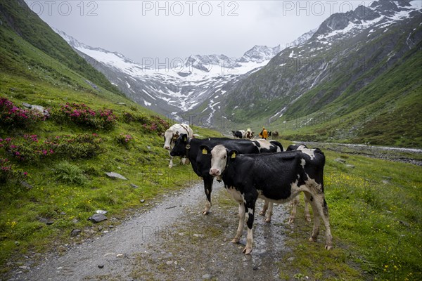 Cows on the alpine meadow, Schlegeisgrund valley, glaciated mountain peaks Hoher Weiszint and