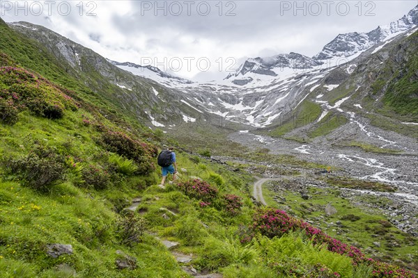 Mountaineers on a hiking trail between blooming alpine roses, view of the Schlegeisgrund valley,