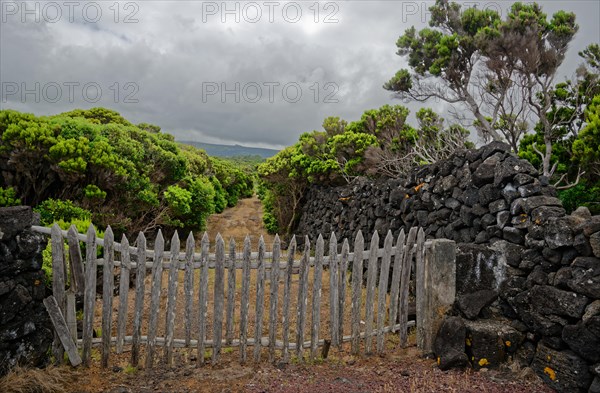 Wooden fence and stone wall surrounded by green plants under a cloudy sky, North Coast, Santa