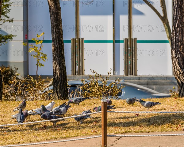 Flock of pigeons on the ground feeding behind a rope fence with a white building and the top of a