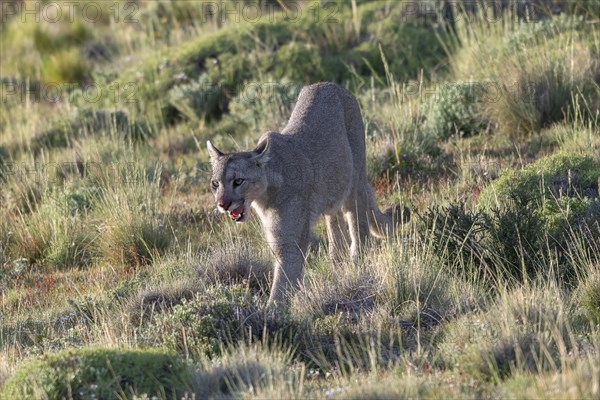 Cougar (Cougar concolor), silver lion, mountain lion, cougar, panther, small cat, Torres del Paine