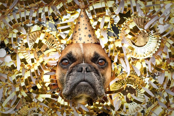New Year's Eve Silvester party dog. French Bulldog with party hat sticking out head between shiny