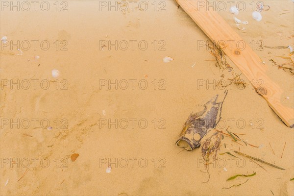 Dead fish laying on beach partially covered with sand next to wooden plank with seashells scattered