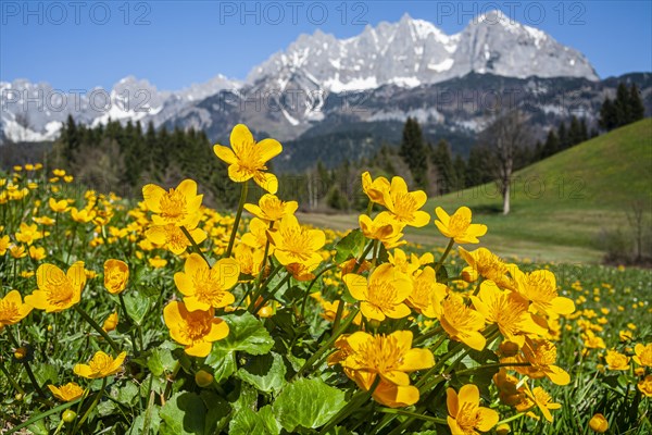 Marsh marigolds (Caltha palustris) in front of mountains, sun, spring, Kaiser Mountains, Tyrol,