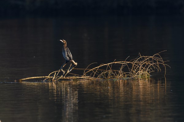 Pygmy Cormorant (Microcarbo pygmaeus) sitting on a branch in the water. Bas-Rhin, Alsace, Grand
