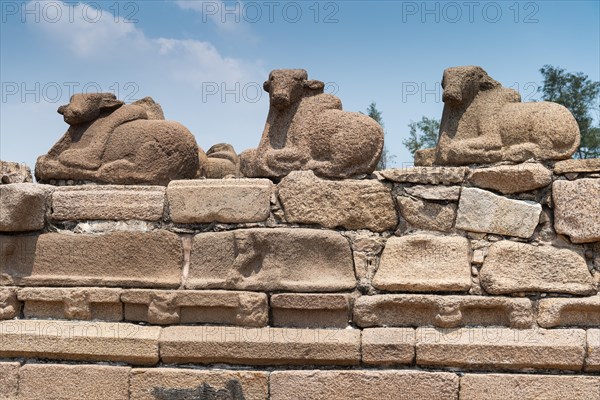 Nandi or Shiva's mount, consecrated Shore temple, UNESCO World Heritage Site, Mahabalipuram or