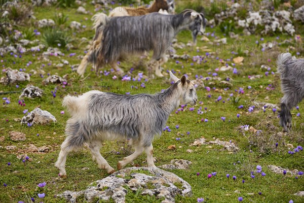 Herd of goats (caprae) with different coats wandering through a rocky area, Aradena Gorge, Aradena,