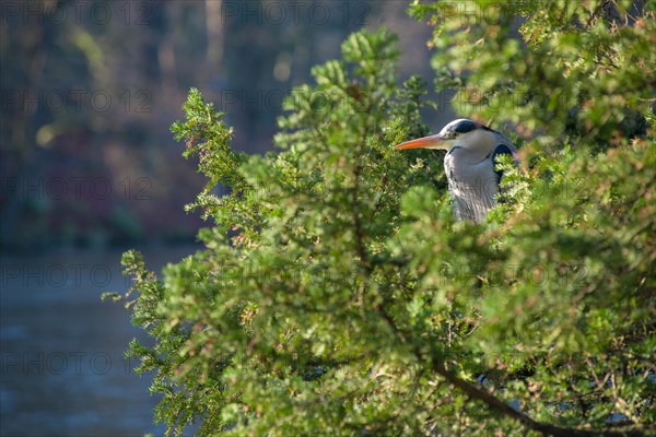 Grey Heron (Ardea cinerea cinerea) or Great Egret stands hidden between the green branches of a
