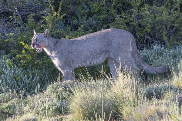 Cougar (Cougar concolor), silver lion, mountain lion, cougar, panther, small cat, Torres del Paine