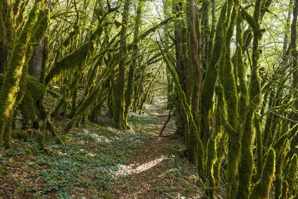 Hiking trail through forest with moss, valley of the Loue, Lizine, near Besancon, Departement