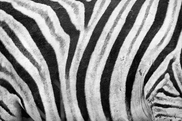 Plains zebra (Equus quagga), wild, free living, safari, ungulate, detail, stripes, pattern,