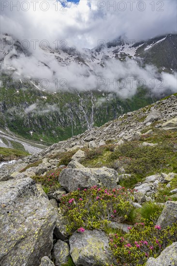 Cloudy mountain landscape with blooming alpine roses, view of rocky and glaciated mountains,
