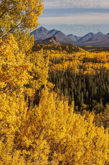 Autumn coloured birch and aspen trees in front of mountains in midday sun, Denali Parkroad, Denali
