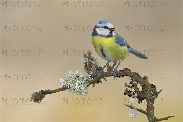 Blue tit (Parus caeruleus), sitting on a branch overgrown with reindeer lichen (Cladonia