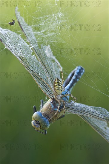 Wasp spider (Argiope bruennichi) with king dragonfly (Anax imperator), Emsland, Lower Saxony,