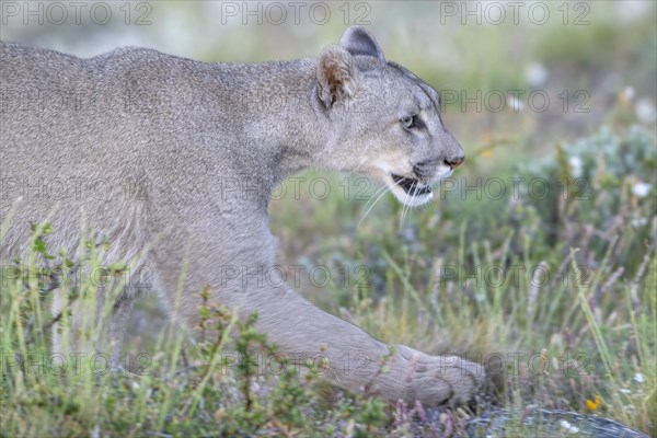 Cougar (Cougar concolor), silver lion, mountain lion, cougar, panther, small cat, animal portrait,