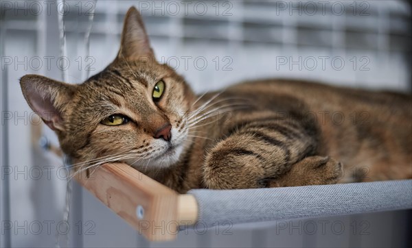 Image of a purebred Bengal cat lying on a hammock attached to a heater. Pet care concept. Mixed