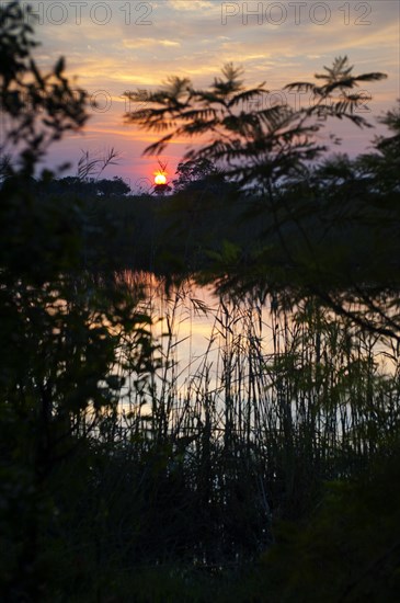 Riverbank in the evening sun in the Okavango Delta on the Kwando River in BwaBwata National Park,