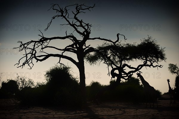 Angolan giraffe (Giraffa angolensis), evening sun, silhouette, silhouette, animal, ungulate,