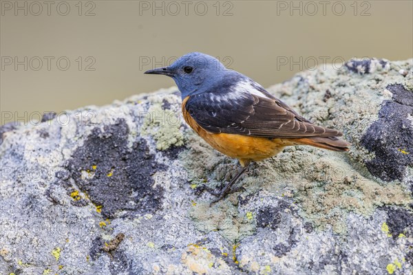 Common rock thrush (Monticola saxatilis), male, Castile-Leon province, Picos de Europa, Spain,