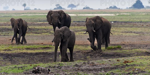 Elephant herd (Loxodonta africana), group, family, herd of animals, animal family, hiking, hike,