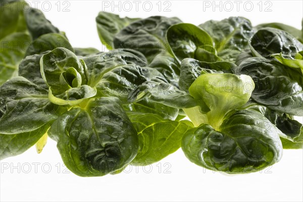 Field salad, studio shots on a white background