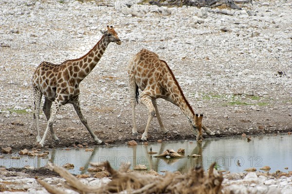 Angolan giraffe (Giraffa giraffa angolensis) drinking at Okaukuejo waterhole in Etosha National