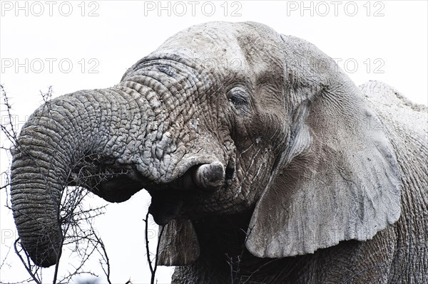 White African elephant (Loxodonta africana) in Etosha National Park, white from salt pan dust,