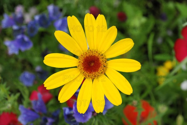 Golden marguerite (Anthemis tinctoria), medicinal plant, in a colourful flower meadow,