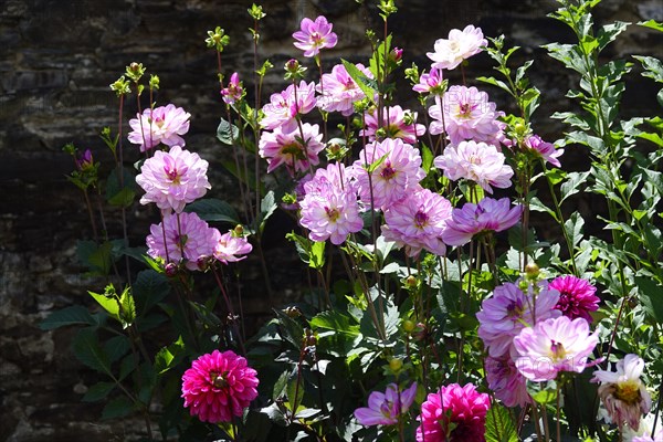Flower arrangement in a flower bed in front of an old stone wall, Pleyben, Finistere Penn-ar-Bed